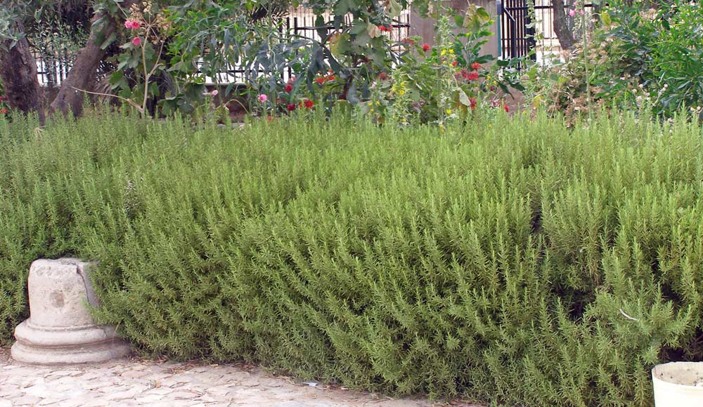 باغچه-رزماری